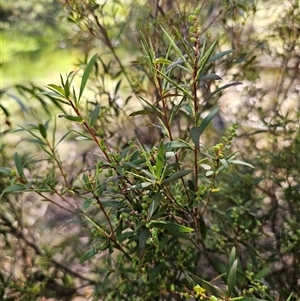 Leucopogon affinis at Jingera, NSW - 19 Nov 2024