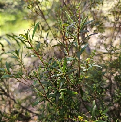 Leucopogon affinis (Lance Beard-heath) at Jingera, NSW - 19 Nov 2024 by Csteele4