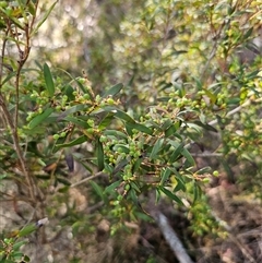 Leucopogon affinis at Jingera, NSW - 19 Nov 2024 04:04 PM