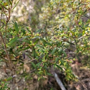 Leucopogon affinis at Jingera, NSW - 19 Nov 2024