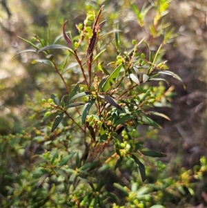 Leucopogon affinis at Jingera, NSW - 19 Nov 2024