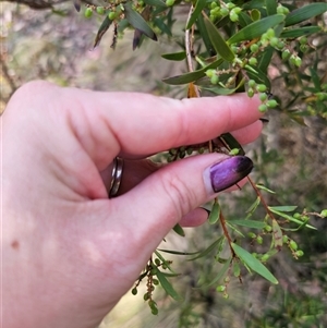 Leucopogon affinis at Jingera, NSW - 19 Nov 2024