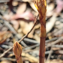 Dipodium sp. (A Hyacinth Orchid) at Jingera, NSW - 19 Nov 2024 by Csteele4