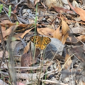 Heteronympha merope at Jingera, NSW - 19 Nov 2024 03:27 PM