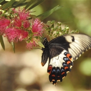 Papilio aegeus at Acton, ACT - 19 Nov 2024