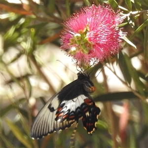 Papilio aegeus at Acton, ACT - 19 Nov 2024