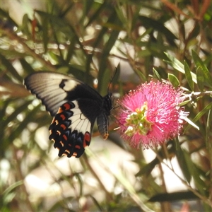 Papilio aegeus at Acton, ACT - 19 Nov 2024