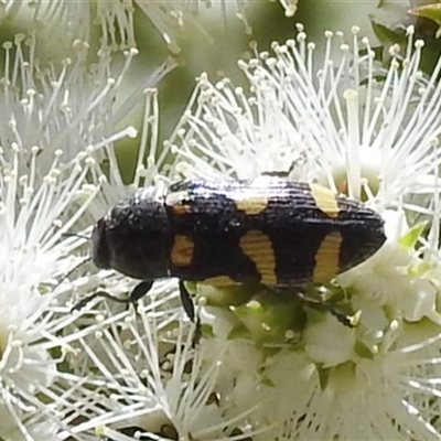 Castiarina australasiae (A jewel beetle) at Acton, ACT - 19 Nov 2024 by HelenCross