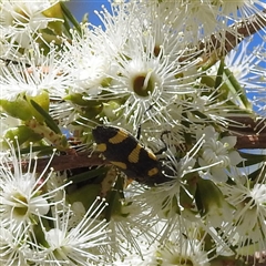 Castiarina australasiae at Acton, ACT - 19 Nov 2024 12:36 PM