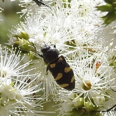 Castiarina australasiae at Acton, ACT - 19 Nov 2024