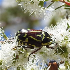 Eupoecila australasiae (Fiddler Beetle) at Acton, ACT - 19 Nov 2024 by HelenCross