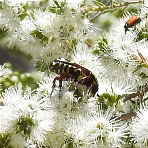 Eupoecila australasiae at Acton, ACT - 19 Nov 2024