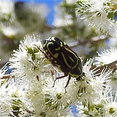 Eupoecila australasiae at Acton, ACT - 19 Nov 2024