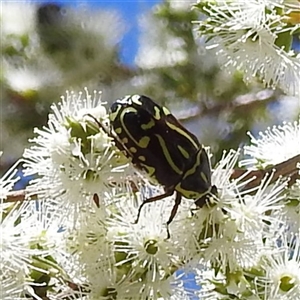 Eupoecila australasiae at Acton, ACT - 19 Nov 2024