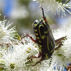 Eupoecila australasiae at Acton, ACT - 19 Nov 2024