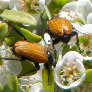 Phyllotocus sp. (genus) at Fyshwick, ACT - 19 Nov 2024