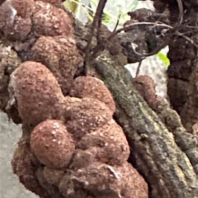 Uromycladium (genus) (A gall forming rust fungus) at Kangaroo Valley, NSW - 19 Nov 2024 by lbradley
