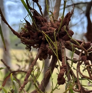 Uromycladium (genus) at Kangaroo Valley, NSW - suppressed