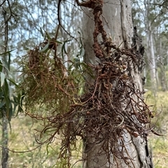 Uromycladium sp. at Kangaroo Valley, NSW - 19 Nov 2024