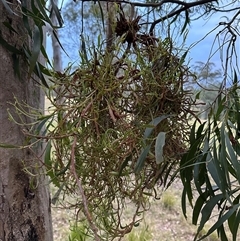 Uromycladium (genus) at Kangaroo Valley, NSW - suppressed