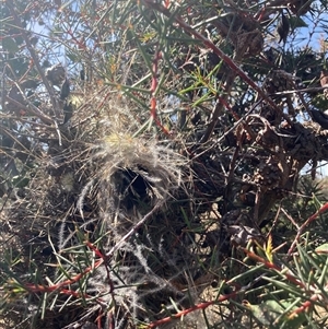 Stagonopleura guttata at Fentons Creek, VIC - suppressed