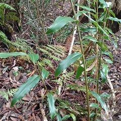 Alpinia caerulea at Pipeclay, NSW - 19 Nov 2024 by MVM