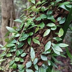 Pyrrosia rupestris at Pipeclay, NSW - 19 Nov 2024 by MVM