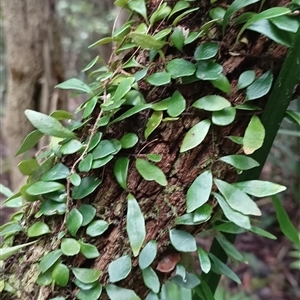 Pyrrosia rupestris at Pipeclay, NSW by MVM