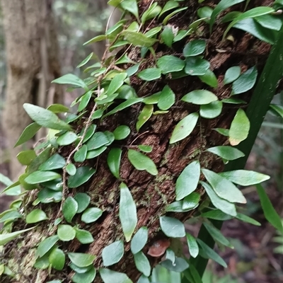 Pyrrosia rupestris at Pipeclay, NSW - 19 Nov 2024 by MVM