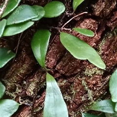 Pyrrosia rupestris at Pipeclay, NSW - suppressed