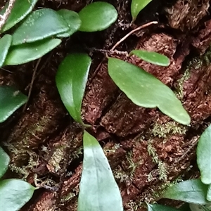 Pyrrosia rupestris at Pipeclay, NSW - suppressed