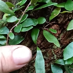 Pyrrosia rupestris at Pipeclay, NSW - suppressed