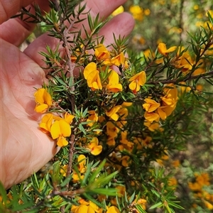 Pultenaea juniperina at Cotter River, ACT - 19 Nov 2024 10:09 AM