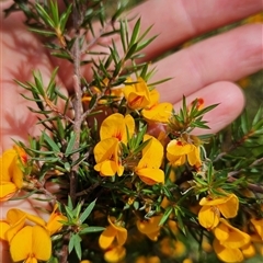 Pultenaea juniperina at Cotter River, ACT - 19 Nov 2024 10:09 AM