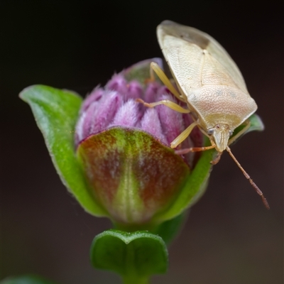 Unidentified Insect at Acton, ACT - 17 Nov 2024 by KarinNeufeld