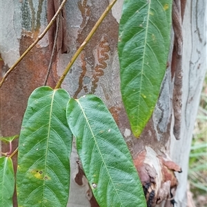 Parsonsia straminea at Pipeclay, NSW - suppressed