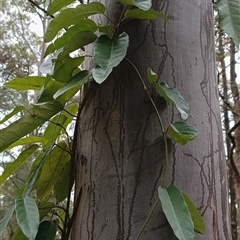 Parsonsia straminea at Pipeclay, NSW - suppressed