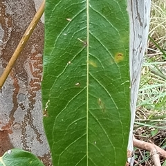 Parsonsia straminea at Pipeclay, NSW - suppressed