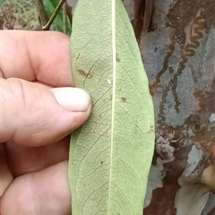 Parsonsia straminea at Pipeclay, NSW - suppressed