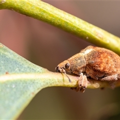 Gonipterus scutellatus (Eucalyptus snout beetle, gum tree weevil) at Yarralumla, ACT - 15 Nov 2024 by KarinNeufeld