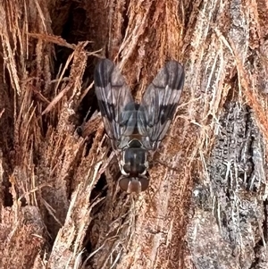 Cardiacera sp. (genus) (Scarab Fly) at Ainslie, ACT by Pirom