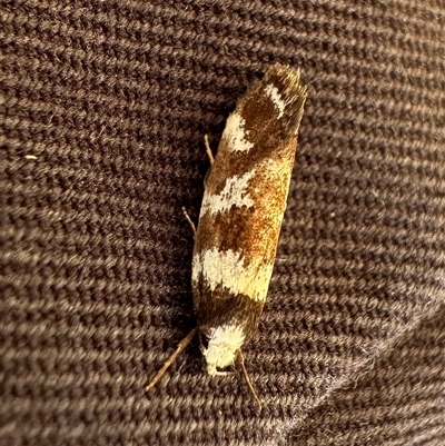 Isomoralla gephyrota (A Concealer moth) at Ainslie, ACT - 18 Nov 2024 by Pirom