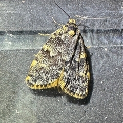 Halone coryphoea (Eastern Halone moth) at Ainslie, ACT - 3 Nov 2024 by Pirom