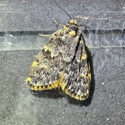 Halone coryphoea (Eastern Halone moth) at Ainslie, ACT - 3 Nov 2024 by Pirom