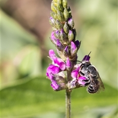 Unidentified Bee (Hymenoptera, Apiformes) at Yarralumla, ACT - 15 Nov 2024 by KarinNeufeld