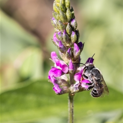 Unidentified Bee (Hymenoptera, Apiformes) at Yarralumla, ACT - 15 Nov 2024 by KarinNeufeld