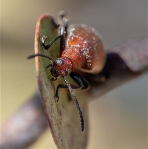 Ecnolagria grandis at Yarralumla, ACT - 19 Nov 2024 08:43 PM