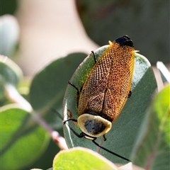 Ellipsidion australe (Austral Ellipsidion cockroach) at Yarralumla, ACT - 15 Nov 2024 by KarinNeufeld