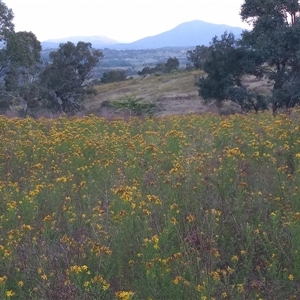 Hypericum perforatum at Kambah, ACT - 19 Nov 2024