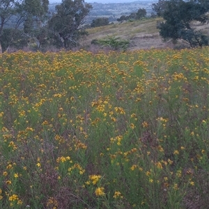 Hypericum perforatum at Kambah, ACT - 19 Nov 2024